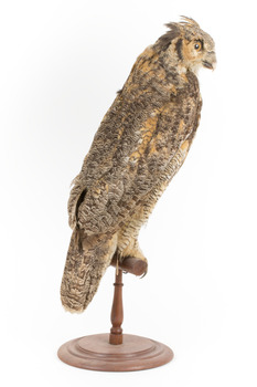 Long-Eared Owl standing on wooden mount facing forward