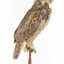 Long-Eared Owl standing on wooden mount facing forward