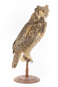 Long-Eared Owl standing on wooden mount facing forward
