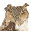 Long-Eared Owl standing on wooden mount facing forward