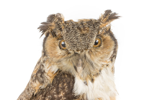 Long-Eared Owl standing on wooden mount facing forward