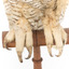 Long-Eared Owl standing on wooden mount facing forward