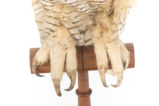 Long-Eared Owl standing on wooden mount facing forward