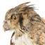  Long-Eared Owl standing on wooden mount facing forward