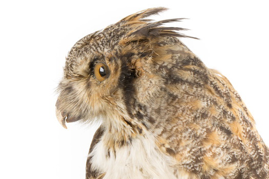  Long-Eared Owl standing on wooden mount facing forward