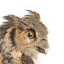 Long-Eared Owl standing on wooden mount facing forward