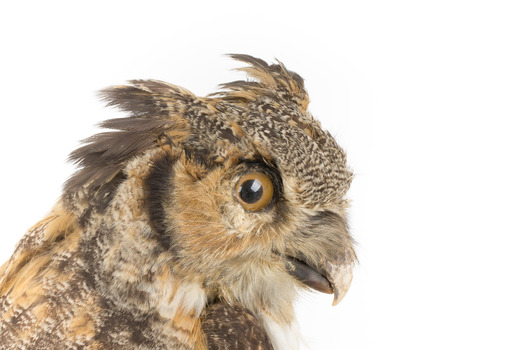 Long-Eared Owl standing on wooden mount facing forward