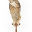 Long-Eared Owl standing on wooden mount facing forward