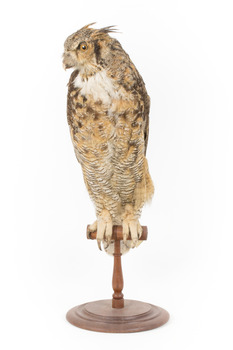 Long-Eared Owl standing on wooden mount facing forward