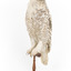 Snowy Owl standing on wooden mount facing forward