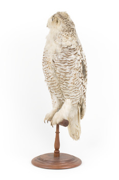 Snowy Owl standing on wooden mount facing forward