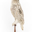 Snowy Owl standing on wooden mount facing forward