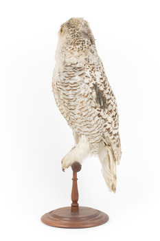 Snowy Owl standing on wooden mount facing forward