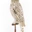 Snowy Owl standing on wooden mount facing forward