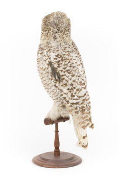 Snowy Owl standing on wooden mount facing forward