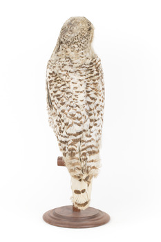 Snowy Owl standing on wooden mount facing forward