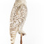 Snowy Owl standing on wooden mount facing forward