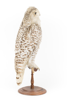 Snowy Owl standing on wooden mount facing forward