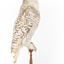 Snowy Owl standing on wooden mount facing forward
