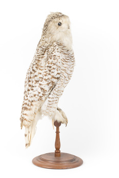 Snowy Owl standing on wooden mount facing forward