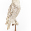 Snowy Owl standing on wooden mount facing forward