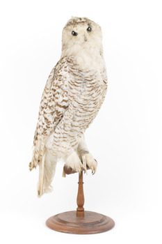 Snowy Owl standing on wooden mount facing forward