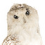 Snowy Owl standing on wooden mount facing forward