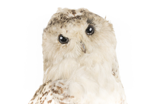 Snowy Owl standing on wooden mount facing forward