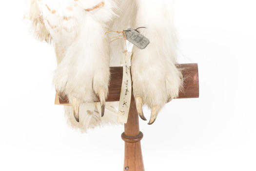 Snowy Owl standing on wooden mount facing forward