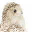 Snowy Owl standing on wooden mount facing forward