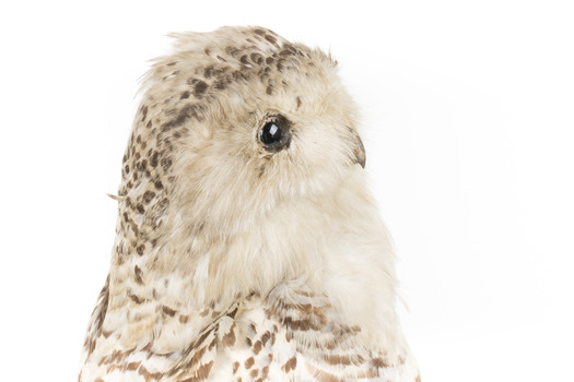 Snowy Owl standing on wooden mount facing forward