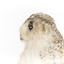 Snowy Owl standing on wooden mount facing forward