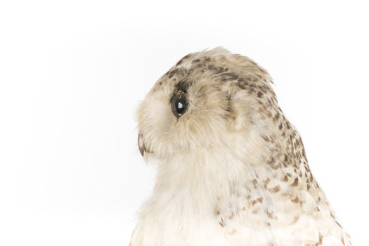 Snowy Owl standing on wooden mount facing forward