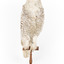 Snowy Owl standing on wooden mount facing forward