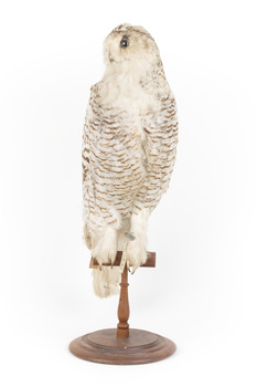 Snowy Owl standing on wooden mount facing forward