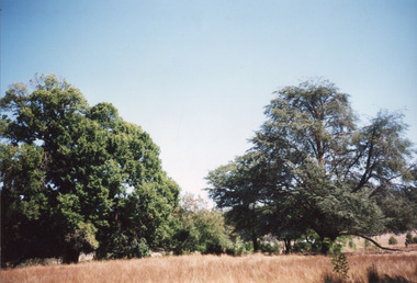 A colour photograph focusing on two large trees taken from a distance. The ground is covered in long brown grass and there are several more trees in the background.