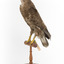 Common Buzzard standing on wooden mount facing forward