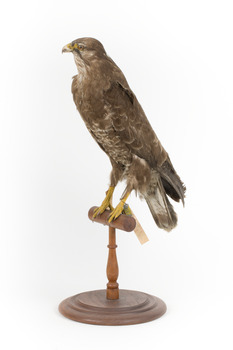Common Buzzard standing on wooden mount facing forward