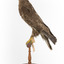 Common Buzzard standing on wooden mount facing forward