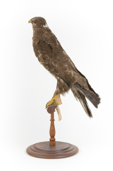 Common Buzzard standing on wooden mount facing forward