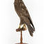 Common Buzzard standing on wooden mount facing forward
