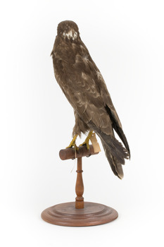 Common Buzzard standing on wooden mount facing forward