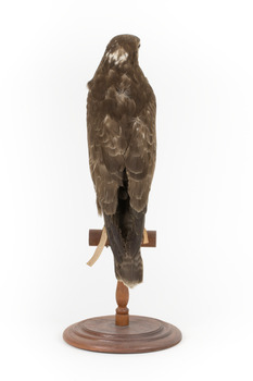 Common Buzzard standing on wooden mount facing forward