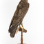  Common Buzzard standing on wooden mount facing forward