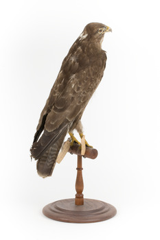  Common Buzzard standing on wooden mount facing forward