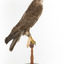 Common Buzzard standing on wooden mount facing forward