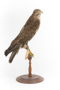 Common Buzzard standing on wooden mount facing forward