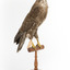 Common Buzzard standing on wooden mount facing forward