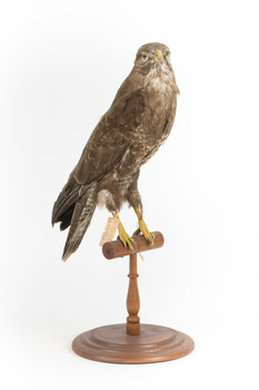 Common Buzzard standing on wooden mount facing forward