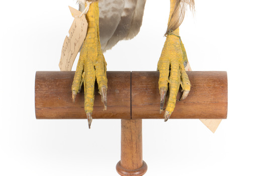 Common Buzzard standing on wooden mount facing forward